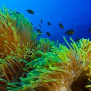1 Fun Dive Package